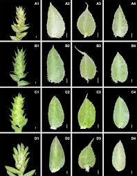 Image result for Selaginella dregei
