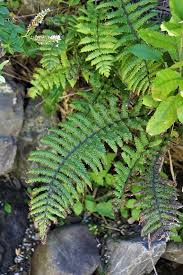 Image result for Pneumatopteris