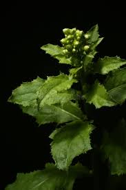 Image result for Blumea axillaris