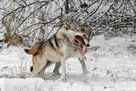 Wolf Food Fight Photograph By Wes And Dotty Weber