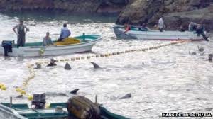 Japan Dolphins And Other Sea Species Face Extinction Bbc