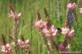 Lehmboden, wächst aber auch noch auf. Saat Esparsette Onobrychis Viciifolia Euregio Im Bild