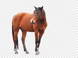 Horse Horse Png Pngegg All images and logos are crafted with great workmanship. horse horse png pngegg