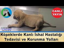 Kopeklerde Kanli Ishal Parvo Tedavisi Youtube