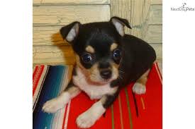 Chihuahua Long Hair Black And White Male Chihuahua Puppies Chihuahua Cute Chihuahua