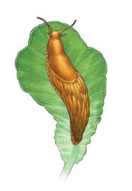 Seeking a reliable pest control service? Organic Pest Control What Works What Doesn T Mother Earth News