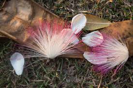 Image result for Barringtonia asiatica