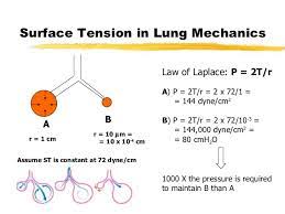 alveolar capillary unit 24 728 jpg 728 546 human anatomy and physiology laplace anatomy and physiology