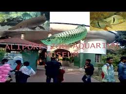 One Of The Largest Aquarium Museum At Alipore Zoo A Trip To Alipore Zoo Kolkata Aniaml Colony Youtube