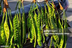 Image result for Parkia