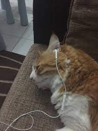 Polkka, ievan polkka meme, cat listening to ievan polkka, turkish man and cat singing ievan polkka, ievan polkka cat version, ievan polkka turkish version #catvibingmeme #levanpolkka #music •••. My Cat Listening To Music Pretty Cats Baby Cats Cute Baby Animals