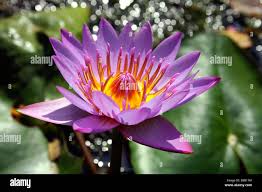 Image result for Nymphaea nouchali