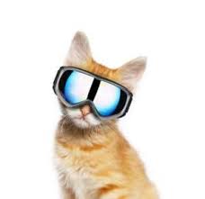 50 names that are perfect for black and white cats. 200 Plus Badass Cat Names For Tough And Tenacious Kitties