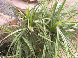 Image result for Pandanus candelabrum