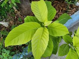 Image result for Pisonia