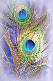 We did not find results for: Peacock Feathers Feather Art Peacock Feather Art Peacock Feathers