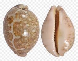 Shell Transparent Cowrie Cowry Shells Transparent Background Hd Png Download Vhv Purepng is a community of creative people sharing transparent high quality png images without any background. shell transparent cowrie cowry shells