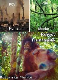 We wanted to tell you that we're going to live here! Pov Human Vs Monkey Reject Humanity Return To Monke Starecat Com