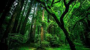 Green Forest Forest Wallpaper Rainforest Pictures Forest Photography