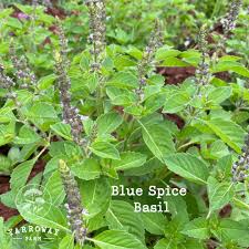 Image result for Ocimum americanum