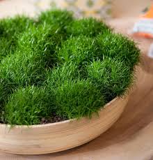 11 Of The Best Plants To Have On Your Coffee Table In 2020 Coffee Table Plants Cool Plants Plants