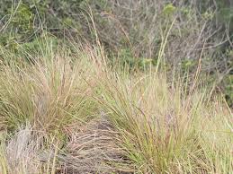 Image result for Hyparrhenia rudis