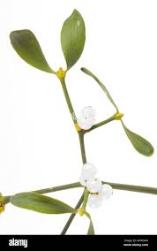 Image result for Viscaceae