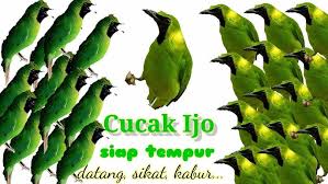 We did not find results for: Cucak Ijo Gacor Suara Cucak Ijo 1 Jam Full Youtube