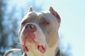 $800 (wylie dallas ) pic hide this posting. Our Females Www Arbullyfarm Com