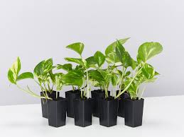 Water it in summer, but increase the time between drinks during winter. Indoor Low Light Plants Grow Indoor Plants In Low Light Page 10