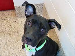 She lost her bff, needs a home with people or animals around. These Pets Are Up For Adoption In Tucson Pets Tucson Com