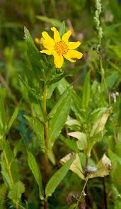 Image result for Guizotia