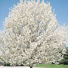 The flowering pear tree (pyrus calleryana) is an ornamental tree that can be grown in the u.s. Cleveland Ornamental Pear Tree Gurney S Seed Nursery Co