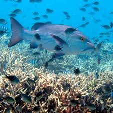 Agin Court Reef Port Douglas Queensland Australia Australia Underwater Life Ocean Life