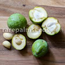 Image result for Casimiroa