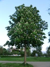 Hallo, ich bin der kastanienbaum. Kastanienbaum In Bad Kissingen Keltischer Baum Kastanienbaum Baum