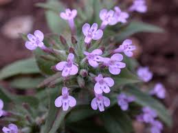 Image result for Phragmanthera capitata