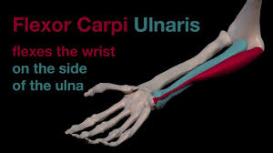 Arising from the common origin of extensors to insert on the base of. Arm Muscles 29 Flexor Carpi Ulnaris Youtube