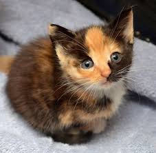 Black And Orange Tortoiseshell Kitten Pin On Fashion