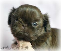 Shih Tzu Chihuahua Mix Black And Brown Scallywag Imperial Shih Tzu Shih Tzu Puppy Shih Tzu Shih Tzu Dog