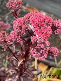 Image result for Sedum