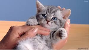 Pretty cats beautiful cats image chat cute little kittens cute kittens kittens cutest baby gatos cats photo chat kittens and puppies. Small Cat In Hand Looking Very Cute Wallpaper Full Cute Cat In Hand 1920x1080 Download Hd Wallpaper Wallpapertip