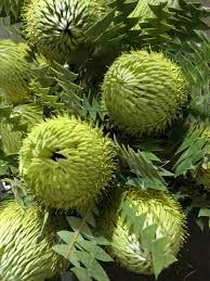 Image result for Protea micans