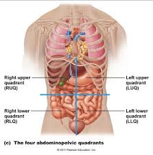 Pin By Ruby Graves On Nurse Human Body Anatomy Human Body Organs Anatomy Organs