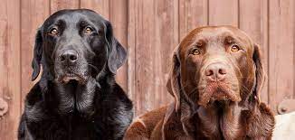 The lab mix can have multiple purebred or mixed breed lineage. Chocolate Lab Vs Black Lab The Battle Of The Labrador Coats
