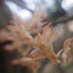 Image result for Diaphananthe bidens