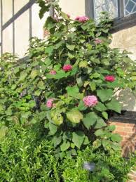 Image result for Clerodendrum