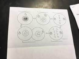 Mitosis coloring worksheet answer key pdf, mitosis is a type of cell division in which single haploid cell (n) or diploid cell (2n) divides into two haploid or diploid daughter cells that are same as parent. Solved Mitosis Coloring Cei Division Includes A Very Impo Chegg Com