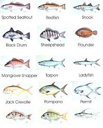 Salt Water Fish Species Saltwater Fishing Fish Chart Salt Water Fishing