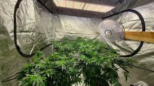 Starclan must have shared their wisdom with this article, because it was previously featured on the front page. X6 Cob Led Grow Light First Look And Review Sweet Light Under 130 00 Youtube